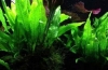 10 Tipuri de cryptocoryne wendt