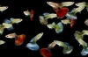 52 De tipuri populare de guppy