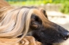 Afghan hound: un aristocrat rebel și independent, cu o personalitate complexă