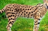 Pisica serval africană