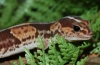 Gecko african cu coadă groasă (hemitheconyx caudicinctus)