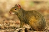 Agouti sau iepurele cu cocoașă: specie, habitat, comportament