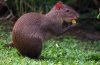 Agouti sau iepurele cu cocoașă