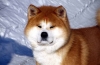 Akita inu: descrierea rasei