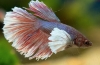 Cocoș de pește de acvariu (betta splendens)