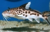 Somn synodontis peste acvariu