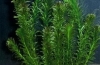 Planta de acvariu elodea: creștere, reproducere, fotografie