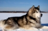 Alaskan malamute