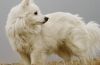 American eskimo spitz: descrierea rasei