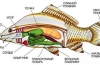 Anatomia peștilor - structura internă și externă a cordatelor