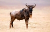 Gnu