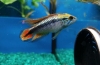 Apistogramma agassizii (apistogramma agassizii)