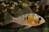 Apistograma fluture bolivian (mikrogeophagus altispinosus)