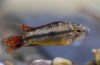 Cacatos apistogramă (apistogramma cacatuoides)