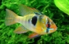 Apistograma ramirezi (mikrogeophagus ramirezi)