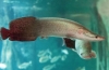 Arapaima gigas