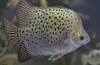 Argus scatophagus (scatophagus argus)