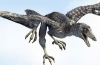 Archaeopteryx (lat. Archaeopteryx)