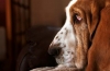 Flegmatic aristocratic cu urechi lungi - basset hound