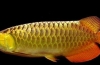 Arowana - aspect păstrat din perioada jurasică