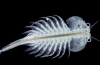 Artemia salina (artemia salina), caracteristicile și aplicarea acesteia