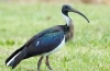 Ibis australian