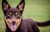 Kelpie australian