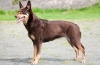 Australian kelpie: caracteristicile rasei