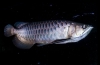 Arowana asiatică (scleropages formosus)