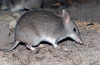 Bandicoot sau bursucul marsupial