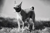 Basenji