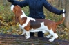 Basset hound: descrierea rasei, caracteristicile de îngrijire