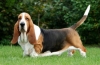 Basset hound: descrierea rasei