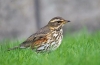 Belobrovik (lat. Turdus iliacus)