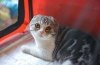 Boli ale pisicilor scottish fold: listă, simptome