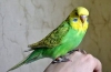 Boli de budgerigar