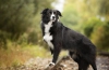 Border collie: cel mai inteligent dintre câini