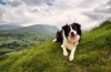 Border collie este cel mai inteligent câine din lume