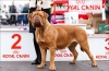 Dogue de bordeaux: caracteristicile rasei