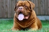 Dogue de bordeaux. Caracteristicile rasei și standardele de păstrare