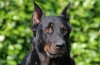 Beauceron