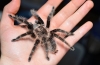 Brachypelma albopilosum: întreținerea păianjenului brachipelma albopilosum