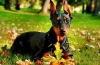 Galant militant german pinscher