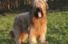 Briard: descrierea rasei