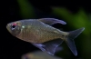 Diamond tetra (moenkhasia pittieri)