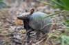 Armadillos (lat. Cingulata)