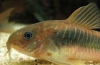 Coridor de bronz (corydoras aeneus)