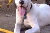 Bully kutta - mastiff pakistanez nerecunoscut