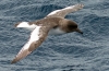 Petrel (procellariidae)