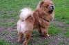 Chow chow